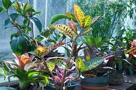 Image result for Euphorbia baylissii