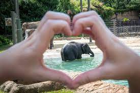 Houston Zoo Tickets Prices Discounts Free Days Hours Zoo Map