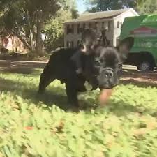 French bulldog puppies lansing michigan. Alexa Device Helped Couple Rescue Puppy From House Fire