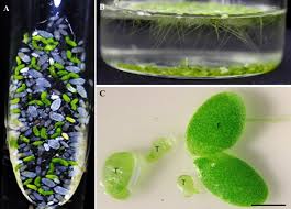 Image result for Lemna aequinoctialis