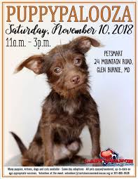 Learn more about our adoption process. Cat And Dog Rescue Serving D C Maryland And Virginia Last Chance Animal Rescue Dog Cat Animal Rescue Rescue Dogs