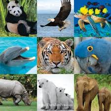 Pin By Brenda Lantinga On Ecology Endangered Animals Endangered Endangered Species