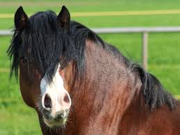 Ponies from wales, uk (en); Herzlich Willkommen Im Welsh Pony Forum