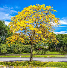 Image result for Aeollanthus homblei