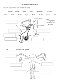 Good diagrams are a must for teaching human body systems. The Human Reproductive System Teaching Resources