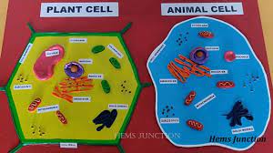 Maybe you would like to learn more about one of these? How To Make Plant Cell Model Animal Cell Model For Science Fair School Project Youtube