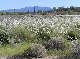 Image result for Chloris virgata