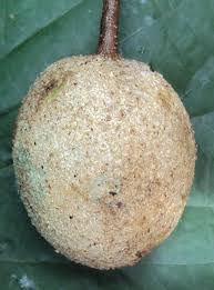 Image result for Crateva