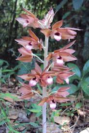 Image result for Eulophia