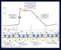N230 3 Electrolyte Exchange In Cardiac Contraction Action Pot Cardiac Nursing Critical Care Nursing Medical Education