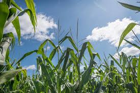 Earth, wind and rain