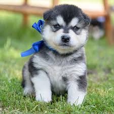 Why buy an alaskan malamute puppy for sale if you can adopt and save a life? 1 Alaskan Malamute Puppies For Sale In Columbus Oh
