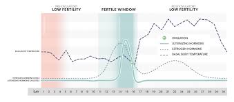 What Your Hormone Data Can Tell You About Your Fertility