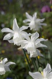 Narcissus Thalia Bulbous Plants Narcissus Planting Bulbs