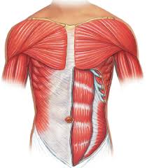 Below are two human body muscle diagrams, showing the front and back of the body. Https Www Pearsonhighered Com Assets Samplechapter 0 1 3 4 0134396405 Pdf