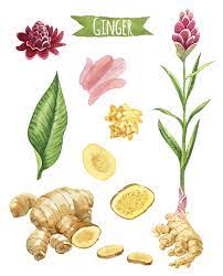 Pin On Peach Ginger