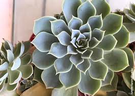 Nombres De Cactus Te Sabias Algunos De Ellos Vibra