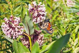 Join the waitlist to be emailed when this product becomes available. Milkweed Growing Guide How To Grow Asclepias Gardener S Path