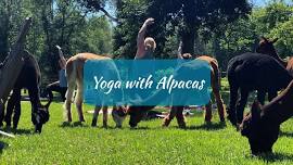 Yoga with Alpacas – The Heart of the Willow