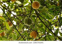 Image result for Garcinia punctata