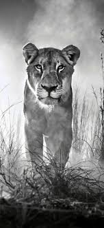 3840x2400 best hd wallpapers of black, 4k ultra hd 16:10 desktop backgrounds for pc & mac, laptop, tablet, mobile phone. Iphone Wallpaper 4k Black And White Gallery Lion Pictures Lion Wallpaper Iphone Animal Wallpaper