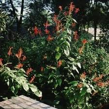 Image result for Acanthaceae