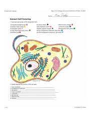 Click the animal cell coloring pages to view printable version or color it online (compatible with ipad and android tablets). Amimal Cell Coloring Sheet Jpg Animal Cell Coloring Http Www Biology Corner Com Worksheets Ce Sheets Cellcolor Old Html Mrs Potter Animal Cell Course Hero