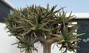 Image result for Searsia leptodictya