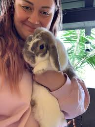 Free baby bunnies looking for a forever home. Need gone ASAP. My neighbors  got arrested last week and now the landlord are kicking them out. There  kids a 4 y.o 7 y.o