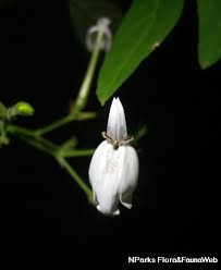 Image result for Rhinacanthus zambesiacus