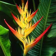 Pin On Plants Flowers
