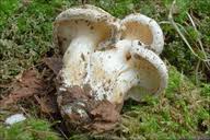 Image result for Clitopilus prunulus
