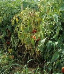 Image result for tomato seedling fusarium wilt