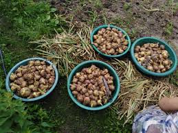 Conform studiilor, utilizarea repetată a avortului medicamentos nu are nici o influenţă nefavorabilă asupra sănătății fizice sau psihice a femeii, indiferent dacă este folosit o dată sau de mai multe ori. Am Iesit La Scos De Ceapa Azi Cu Bunica Am Avut O Recolta Frumoasa Romania