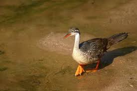 Image result for Warneckea walikalensis