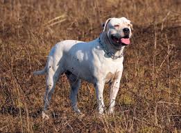 It has often been called heroic, and when deployed against an intruder it is nearly unstoppable. American Bulldog 2020 Charakter Wesen Hunde Fan De