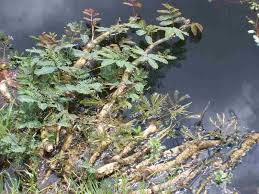 Image result for Neptunia oleracea