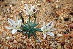 Image result for Eriospermum porphyrium