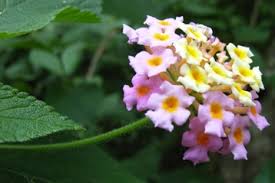 Image result for Lantana tiliifolia