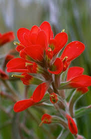 Pin On Flowers