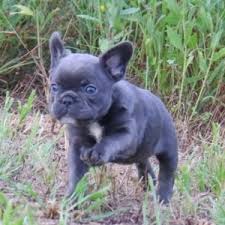 The french bulldog, or frenchie as they are sometimes called, are primarily bred to be a companion pet. Paris French Bulldog Puppy 648045 Puppyspot