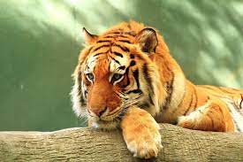 3840x2560 Tiger 4k Free Download Hd Wallpaper For Desktop Tiger Pictures Tiger Wallpaper Tiger