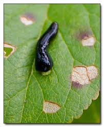 The pesky little insects that live and feed on the leaves of your plants are annoying, and fortunately, there are ways to rid your plants — indoor and outdoor — of aphids, mites and other creepy, crawly or flying bugs without using chemicals. Is It A Slug A Fly Or A Wasp