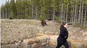 While the majority of the park is situated in wyoming, it also spreads into eastern idaho and southern montana. Yellowstone National Park Rangers Seeking Woman Who Approached Bears In Park