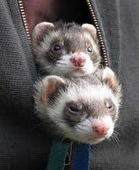 Ollie and Mac on a walk (well, ride). | Ferret, Cute ferrets, Pet ferret
