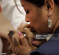 336 Old Yorkshire Terrier Stock Photos, High-Res Pictures, and Images