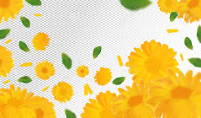 Marigold realistic art, pencil drawing images. 3d Realistic Marigold With Green Leaf Yellow Calendula Flower Royalty Free Cliparts Vectors And Stock Illustration Image 148193080