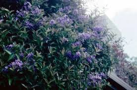 Image result for Petrea volubilis