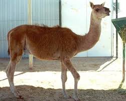 Substanța de rezervă este glicogenul; Dubioase Incrucisari De Specii