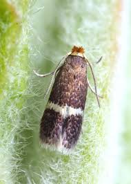Image result for Stigmella basiguttella
